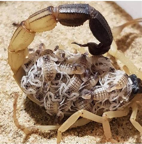 filhote de escorpião